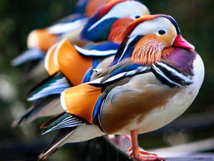 RATE MANDARIN - FRUMUSETI  MONDIALE