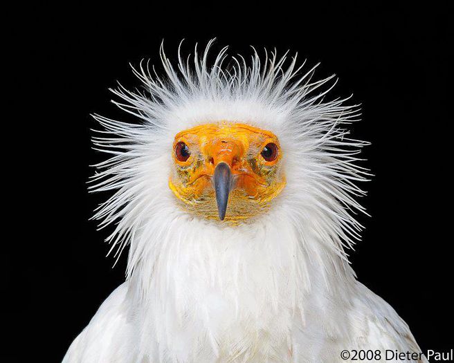 VULTUR - FRUMUSETI  MONDIALE