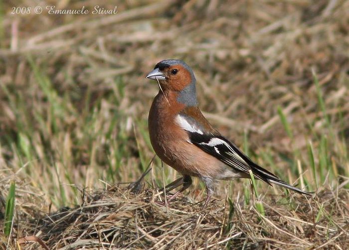 CINTEZOI - FRUMUSETI  MONDIALE