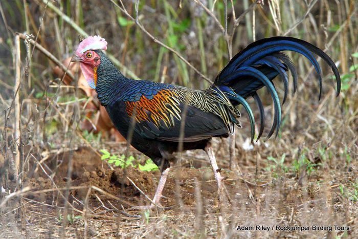  - FRUMUSETI  MONDIALE