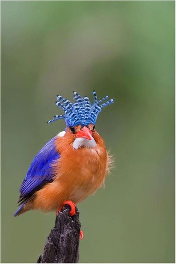  - FRUMUSETI  MONDIALE