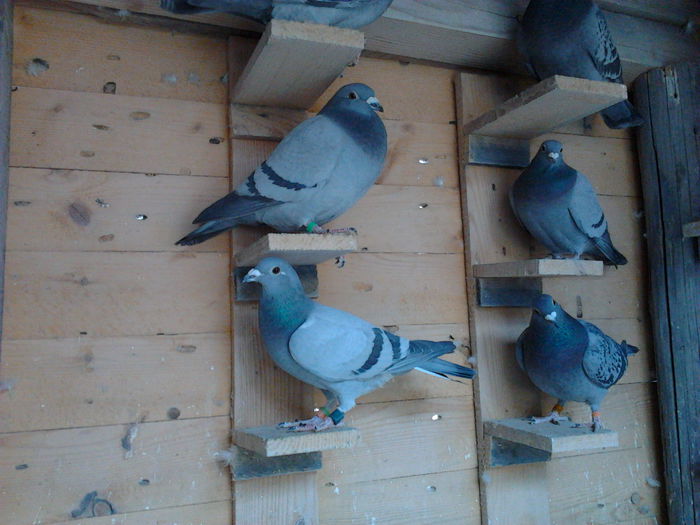 Fotografie1702 - Femele reproducție 2018