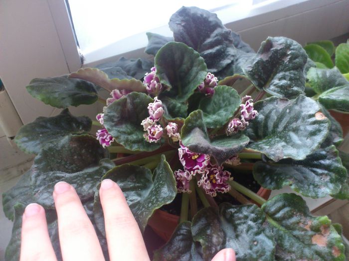 DSC_0608; Dup%u0103 tratament.
