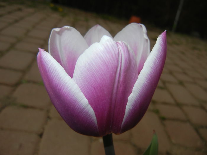 Tulipa Synaeda Blue (2015, April 15)