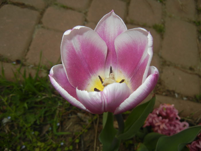 Tulipa Synaeda Blue (2015, April 15)