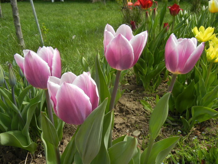 Tulipa Synaeda Blue (2015, April 15)