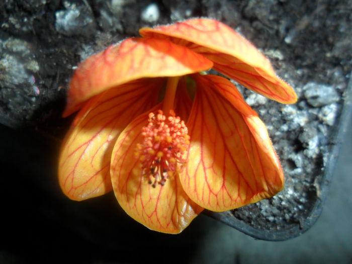 floare mare - colectie abutiloni