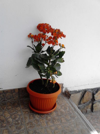 Kalanchoe-portocaliu - Flori-2015
