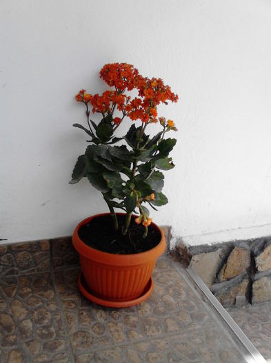 Kalanchoe-portocaliu
