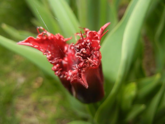 Tulipa Pacific Pearl (2015, April 15)