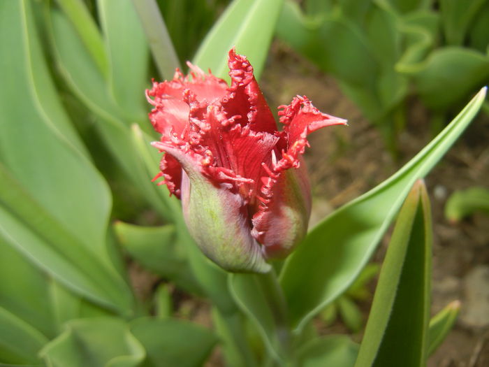 Tulipa Pacific Pearl (2015, April 15) - Tulipa Pacific Pearl