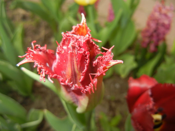 Tulipa Pacific Pearl (2015, April 15) - Tulipa Pacific Pearl