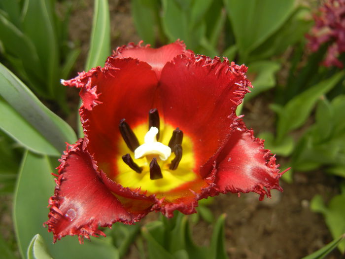 Tulipa Pacific Pearl (2015, April 15) - Tulipa Pacific Pearl