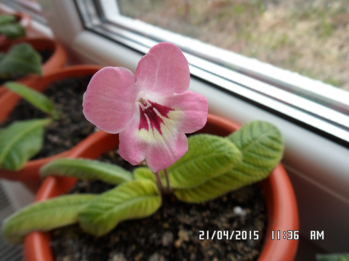 hanah - streptocarpus 2015