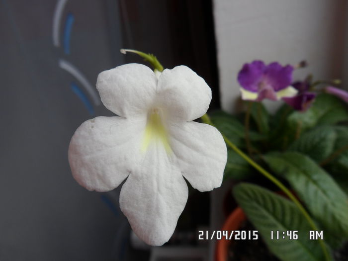 albatros - streptocarpus 2015