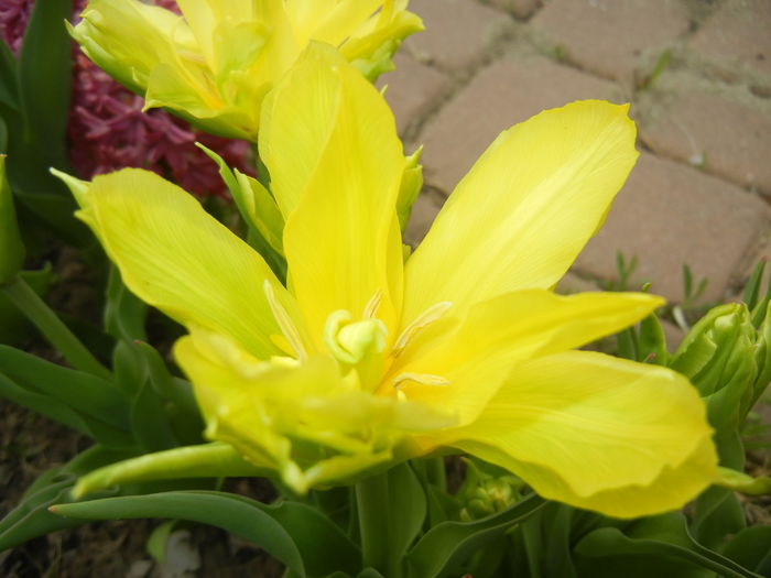 Tulipa Yellow Spider (2015, April 15) - Tulipa Yellow Spider