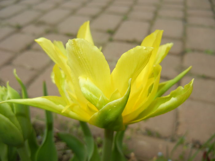 Tulipa Yellow Spider (2015, April 15) - Tulipa Yellow Spider
