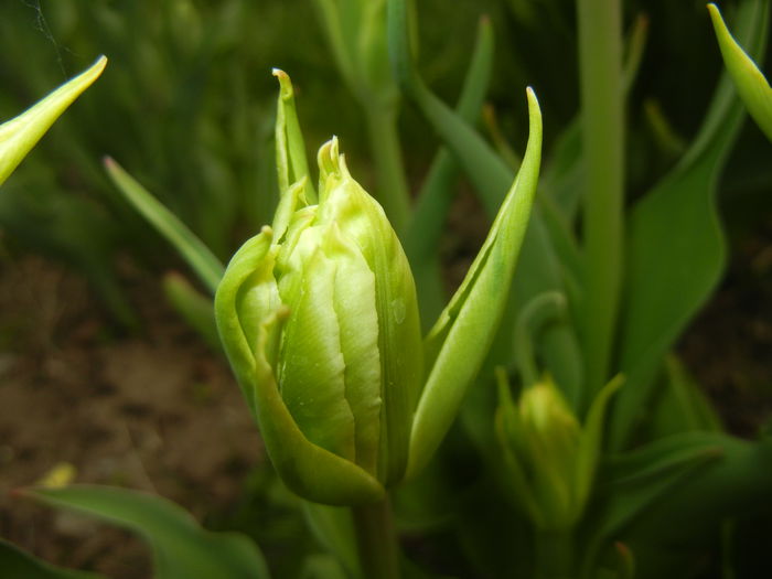 Tulipa Yellow Spider (2015, April 15)