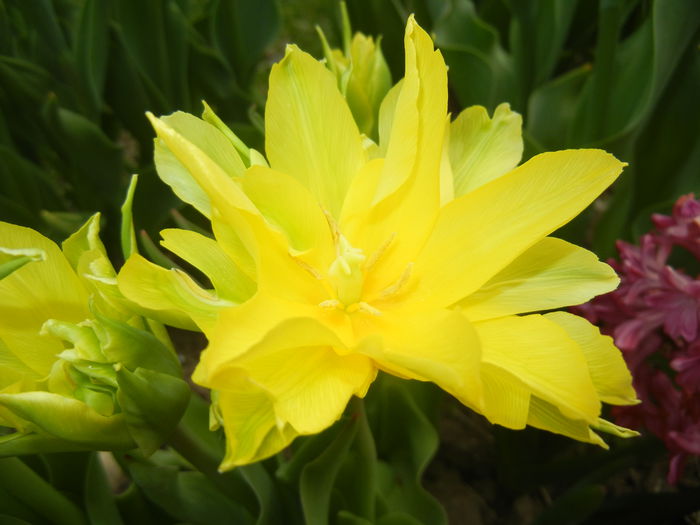 Tulipa Yellow Spider (2015, April 15) - Tulipa Yellow Spider