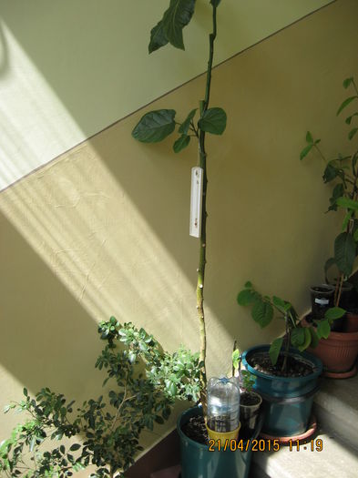 Se pare ca i-a priit retezarea....