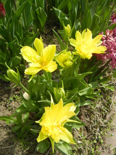 Tulipa Yellow Spider (2015, April 15) - Tulipa Yellow Spider