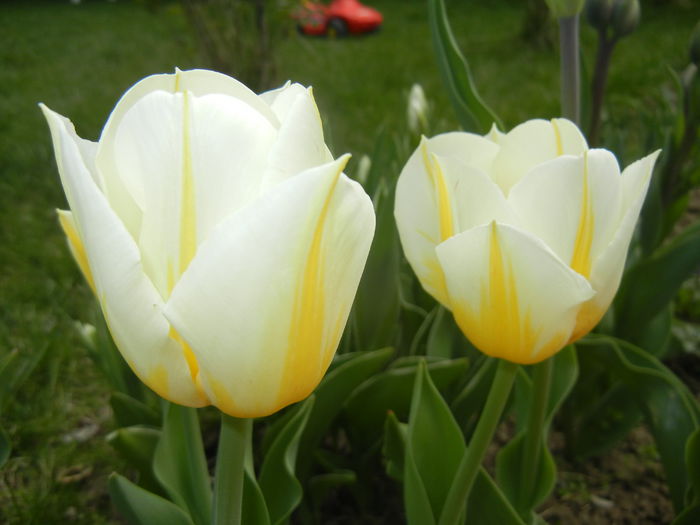 Tulipa Flaming Coquette (2015, April 15) - Tulipa Flaming Coquette