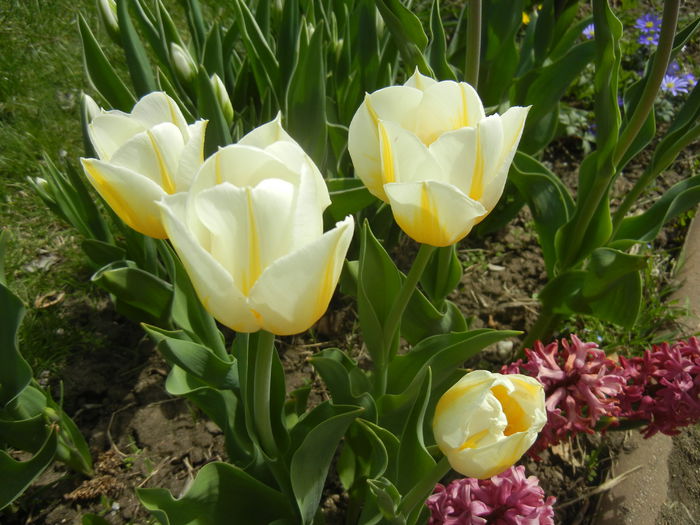 Tulipa Flaming Coquette (2015, April 15)