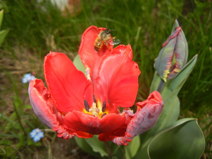 Tulipa Rococo (2015, April 15) - Tulipa Rococo Parrot