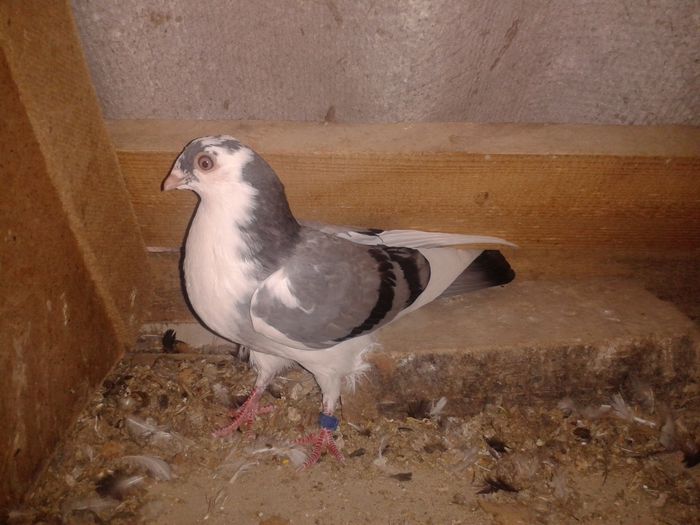 vandut - pui Juc de Gal 2015