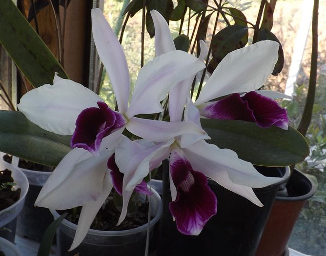 21apr-dimineata - Laelia