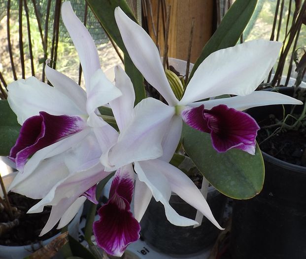 purpurata21apr2015 - Laelia