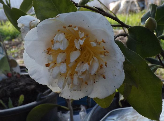 alba21apr2015 - Camellia