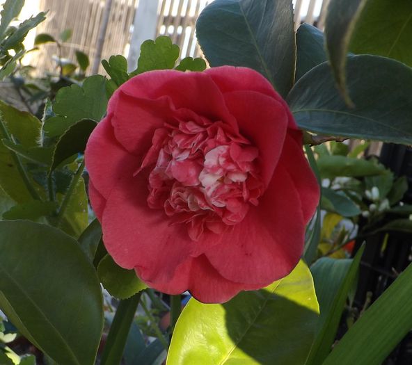 21apr2015 - Camellia
