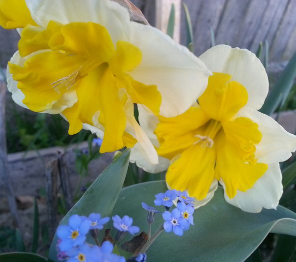 20150421_071636-1 - 1_PRIMAVARA