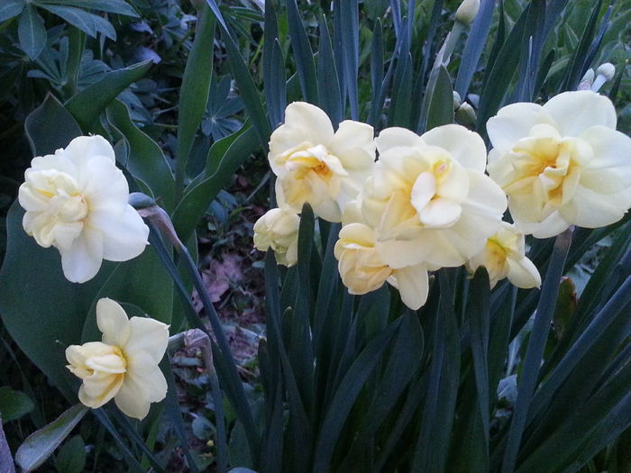 20150420_201039 - 1_PRIMAVARA