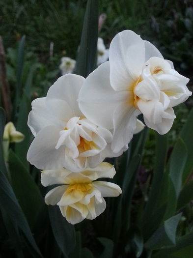 20150420_201002 - 1_PRIMAVARA