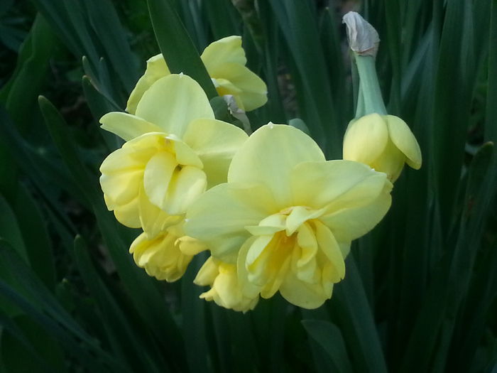 20150419_165051 - 1_PRIMAVARA