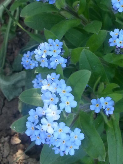 20150419_165026 - 1_PRIMAVARA