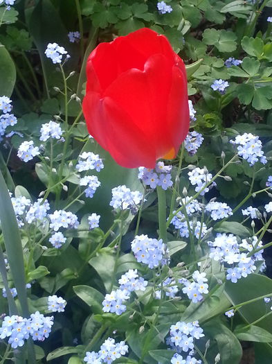 20150419_171914 - 1_PRIMAVARA