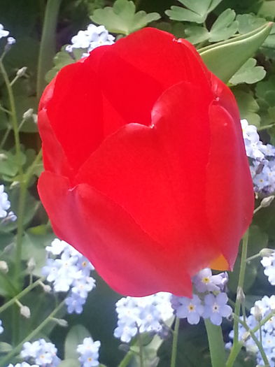 20150419_171929 - 1_PRIMAVARA