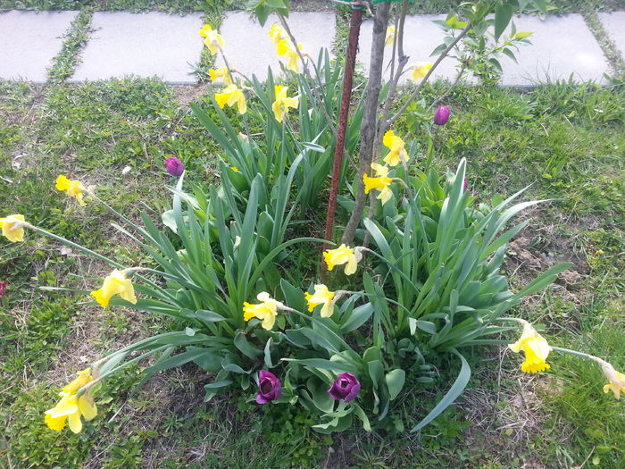 20150419_170044 - 1_PRIMAVARA