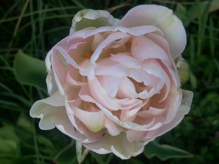 20150419_165833 - 1_PRIMAVARA