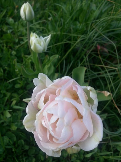 20150419_165818 - 1_PRIMAVARA