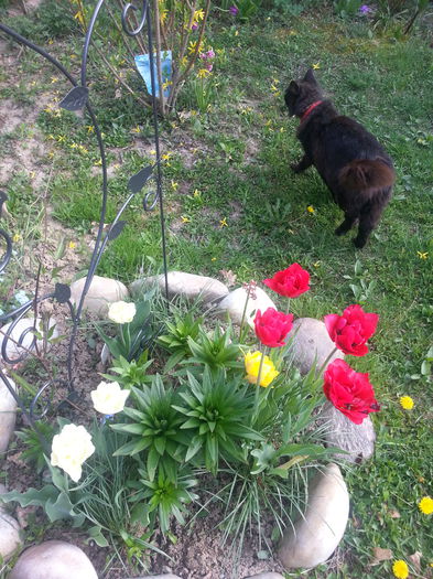 20150419_165519 - 1_PRIMAVARA