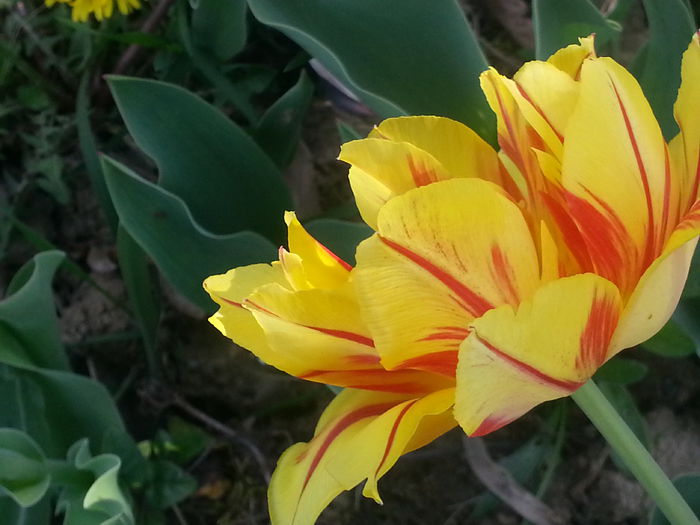 20150419_165130 - 1_PRIMAVARA