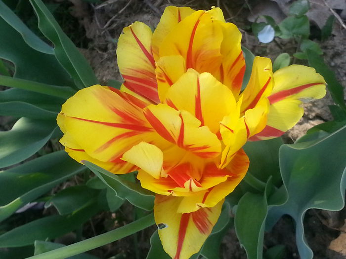 20150419_165122 - 1_PRIMAVARA