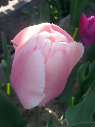 20150419_164916 - 1_PRIMAVARA