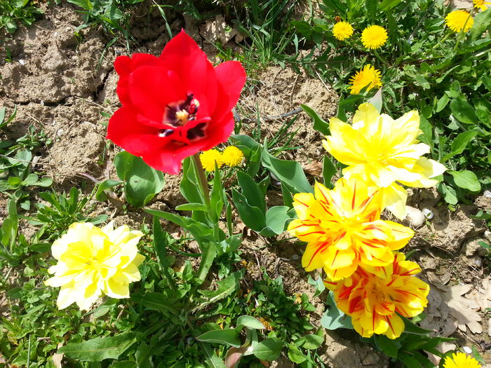 20150418_120353 - 1_PRIMAVARA