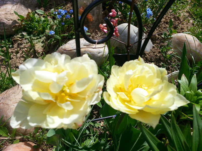 20150418_120133 - 1_PRIMAVARA