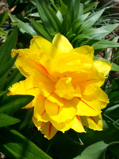 20150418_120118 - 1_PRIMAVARA